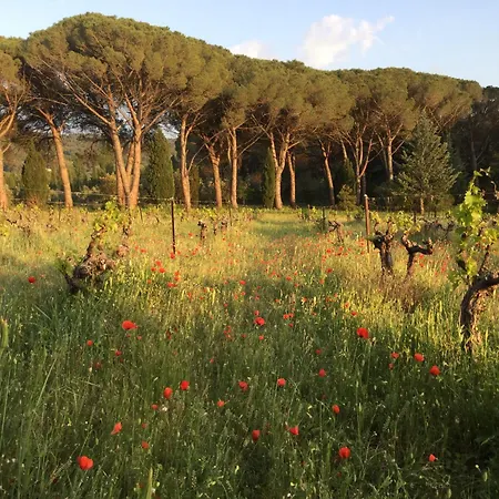 Lourmarin,domaine De Casteuse Les Oliviers
